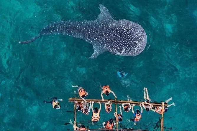Oslob Whale Shark Watching 2