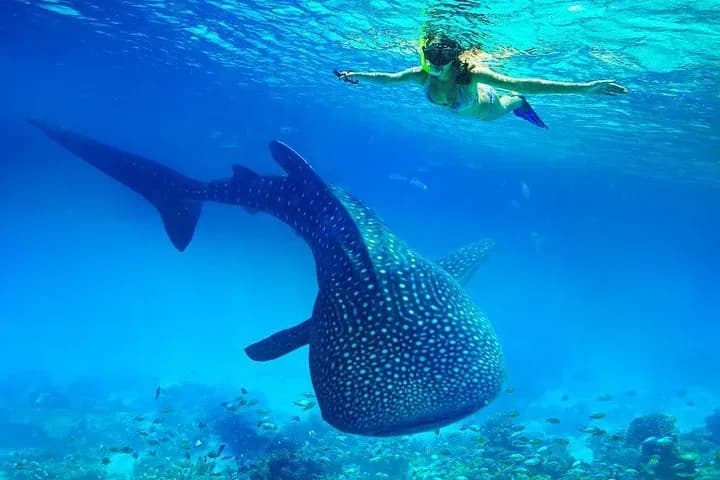 Oslob Whale Shark Watching 3