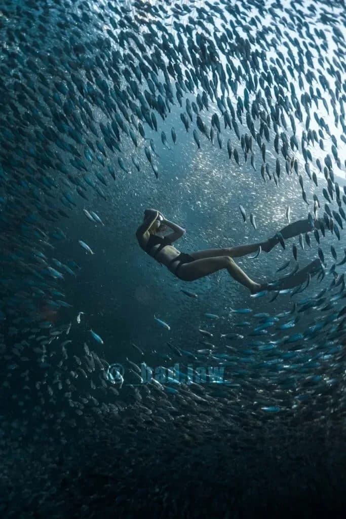 Moalboal Beach & Sardine Run 3