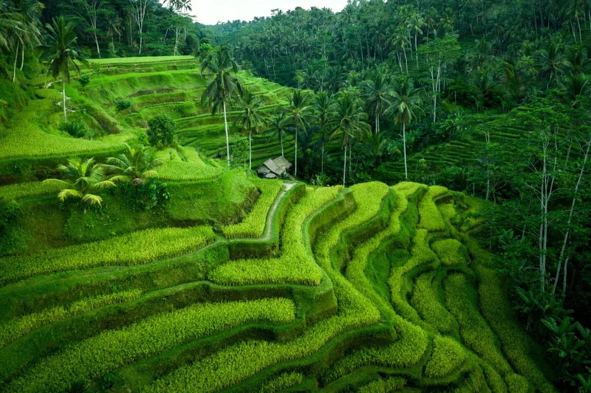 Tegalalang Rice Terrace 3