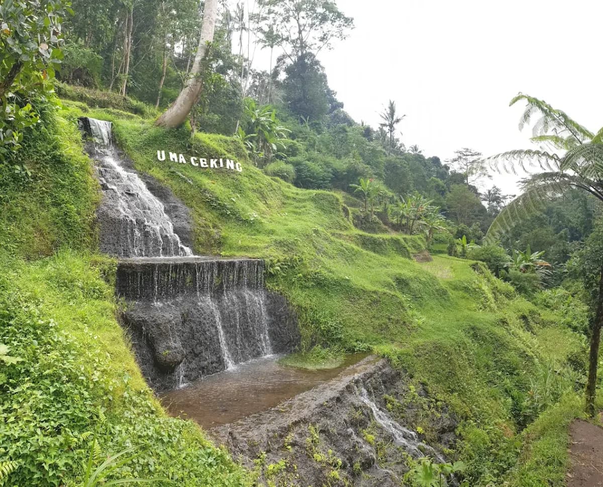 Tegalalang Rice Terrace 4