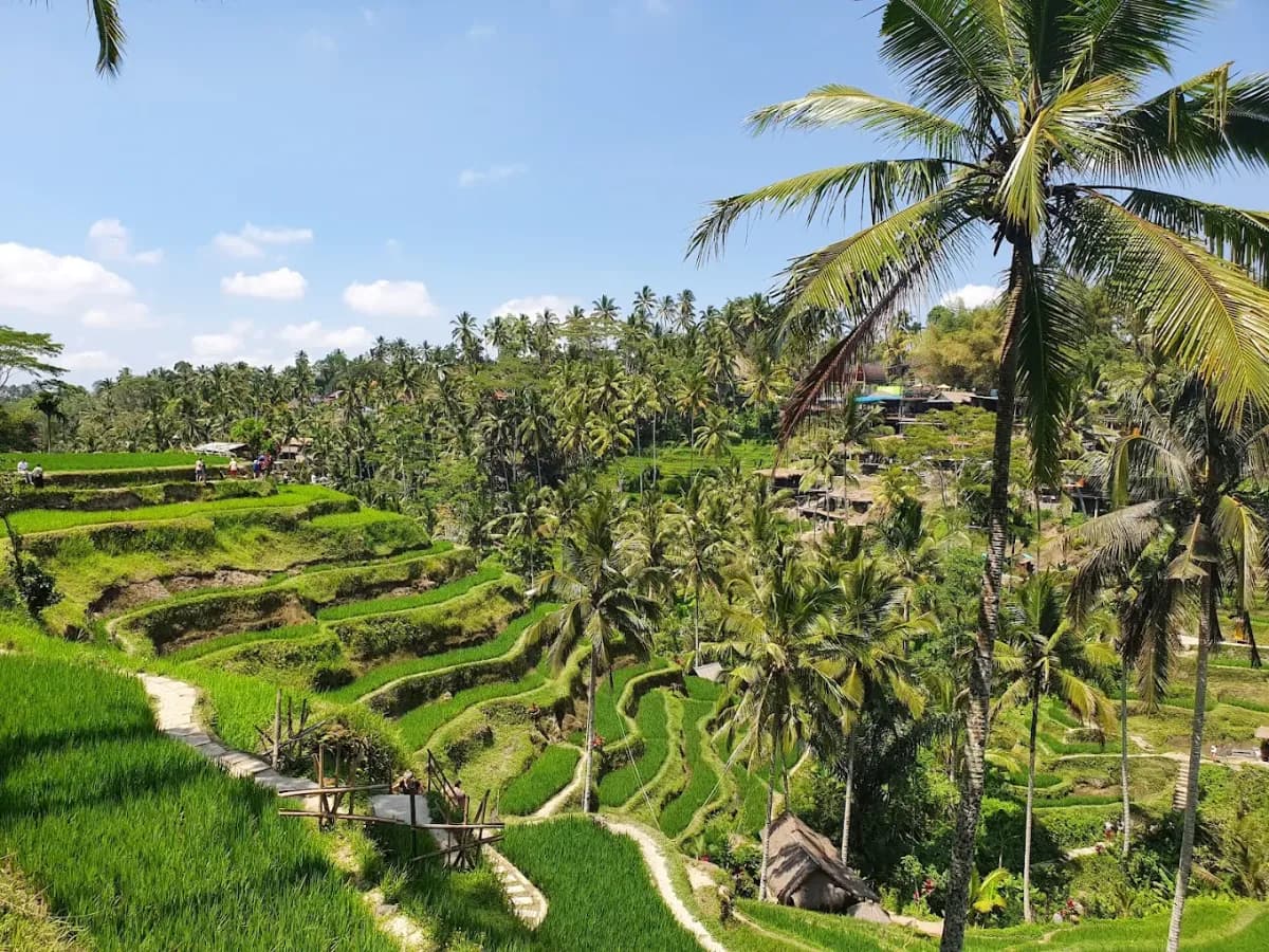 Tegalalang Rice Terrace 5