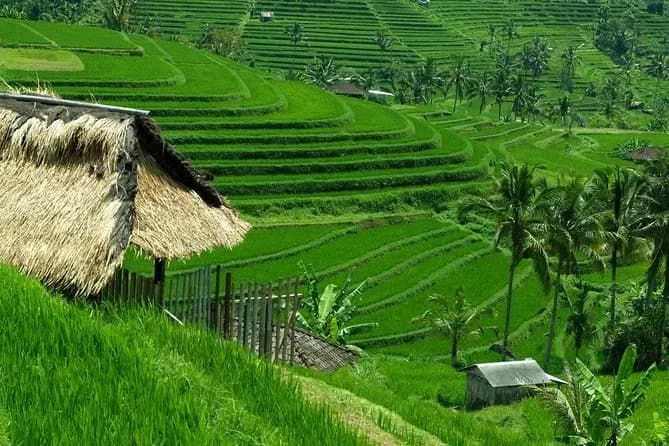 Jatiluwih Rice Terraces 2