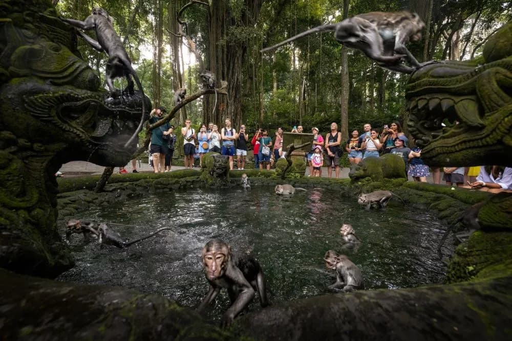 Sacred Monkey Forest Sanctuary 5