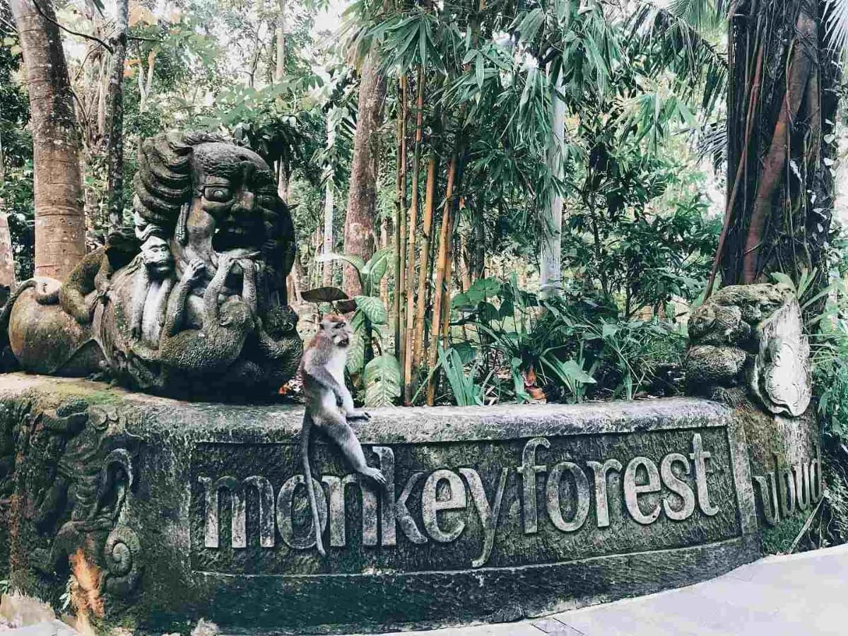 Sacred Monkey Forest Sanctuary 2