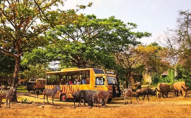 Bali Safari and Marine Park 4